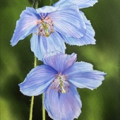 Claire Osborne - "Himalayan Blues” – ccosborne.art@gmail.com