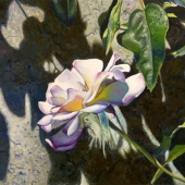 Mark Riley - "Portrait of a Rose” – usdad_riley@yahoo.com