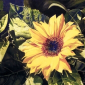 Mark Riley - "Portrait of a Sunflower” – usdad_riley@yahoo.com