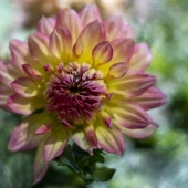 Ilona Abou-Zolof - "Green Background” – http://www.zolof.net/