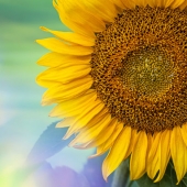 Barb Kreutter - "Sunflower Light” – https://kreutter.zenfolio.com/
