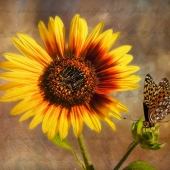 Maureen Ravnik - "Love Letters in the Sand” – http://www.maureenravnik.crevado.com/