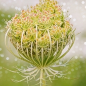 Maureen Ravnik - "Queen Anne's Lace” – http://www.maureenravnik.crevado.com/