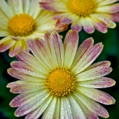 John Schmidt - "Dew Drop Chrysanthemums” – johnsretinapics@yahoo.com