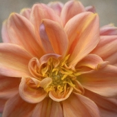 Lori Lankford - "Dhalia Dreams” – http://www.lorilankford.com/