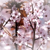 Kathy Brady - "Spring Cometh” – http://www.wolfeyesphotography.com/