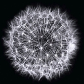 Beth Rose Goin - "Dandelion” – http://www.bethrose.com/