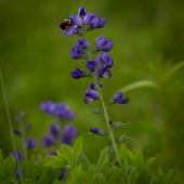 Todd Dieringer - "False Indigo” – http://www.nicolastoddesigns.com/