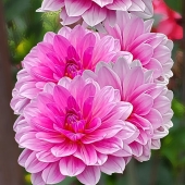 Patricia Schnepf - "From the Garden” – http://patriciaschnepfphotography.com/