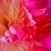 Marcia Berg Haskell - "Rainbow Peony” – www.MarciasCreativeWorld