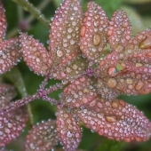 Alton Marsh - "After the Fog” – http://www.altonkmarshphotography.com/