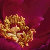 Alton Marsh - "Mysterious Peony” – http://www.altonkmarshphotography.com/