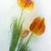 Peggy Curtis - "Tulips on Ice” – http://www.peggyphoto.com/