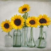Denise McDermott - "Sunflowers 11” – http://www.imagesbydenise.net/