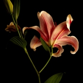 Cheryl L. Hrudka - "Day Lily from Behind” – http://www.recentdevelopments.site/