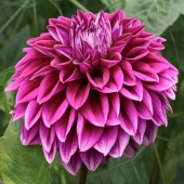 Robbi Ling Montgomery - "Dahlia” – http://www.robbilingmontgomeryimages.com/