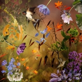 Ryn Clarke - "2 Hummingbirds” – http://www.rynclarkephotography.com/