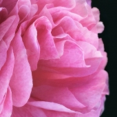 Esther Byrt - "Hollyhock” – http://www.estherbyrt.ca/