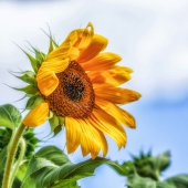 John H Diephouse - "A New Day” – jdiephouse@gmail.com