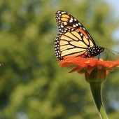 Martha Nance - "Tithonia and Friends” – marthanance59@gmail.com