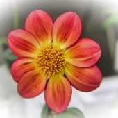 Leo Tujak - "Dahlia 78” – https://leotujak.viewbug.com/