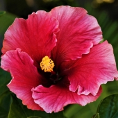 Garret Demarest - "Chinese Hibiscus” – http://www.innervigorations.com/