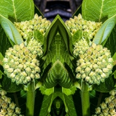 Dick and Rosanne - "Milkweed Cathedral” – https://www.dickandrosanne.com/