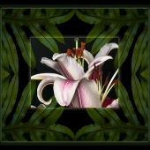 Dick and Rosanne - "Stargazer” – https://www.dickandrosanne.com/