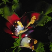 Angela Novak - "Crimson Bloom” – https://anjinovak.wixsite.com/AnjiArt