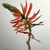 Renato Marandino - "Erythrina Speciosa in Sunlight” – rmarandino@globo.com