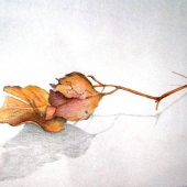 Pat Kermode - "Grouped Leaves” – http://patkermode.wordpress.com/
