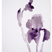 Vega Davis - "Botanical Study - Iris 20” – https://linktr.ee/VegaDavis