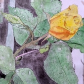 Sara Davies - "Golden Rose” – https://www.facebook.com/saradaviesillustrations/