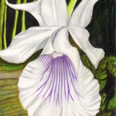 Angelika Selman-Bondar - "White Orchid” – https://angelikaart.weebly.com/