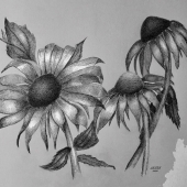 Veronica Russo - "Cone Flowers in Black and White” – vrusso125@gmail.com