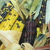 Garth Palanuk - "Maize” – http://www.garthpalanuk.com/