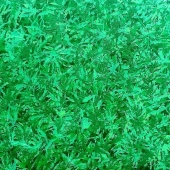 C J Merlino - "Emerald” – cjbkm6@hotmail.com