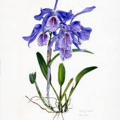 Annie Chen - "Natural Beauty-Cattleya Maxima” – https://www.facebook.com/anniebotanicalart