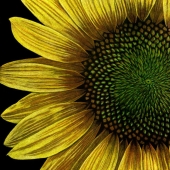 Lynn Kibbe - "Smile with your Heart” – http://www.lynnkibbefineart.weebly.com/