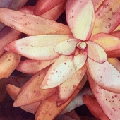 Sophia Beccue - "Succulent #2” – sophia@beccue.com