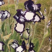 Marjorie Moskowitz - "Bearded Iris IV” – http://marjoriemoskowitz.com/