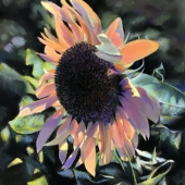 Meng-Lung Hsieh - "Sunflower” – hml0918@gmail.com