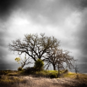 Eric Renard - "Oak Savannah” – http://ericrenardphotography.com/