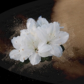 Mary F Wicks Photo Artistry - "Clouds Adrift Azalea” – http://www.creekdigitalphotography.com/