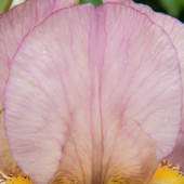 Efi Sutton - "Petite” – http://www.abstractbynaturephotography.com.au/