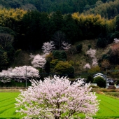 Yoichiro Sakai - "Tasty Spring of Japan” – https://www.yoichirosakai.com/