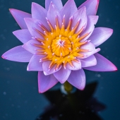 Joe Bucherer - "Water Lily Shadow” – http://joebuchererphotography.com/