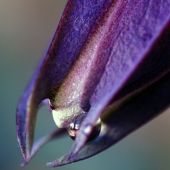 Ana Gadish-Linares - "Droplet Enveloped in Passion” – http://www.artesanastudios.com/