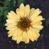 Geneviève Chaussé - "Golden Sun” – https://chaussegenevieveart.wixsite.com/portfolio