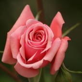 Emily Noelle - "Pink Spiral” – noellej92@gmail.com